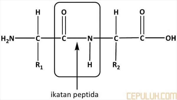 ikatan peptida asam amino